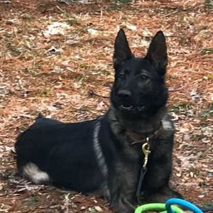 Meet your Posher, Victor